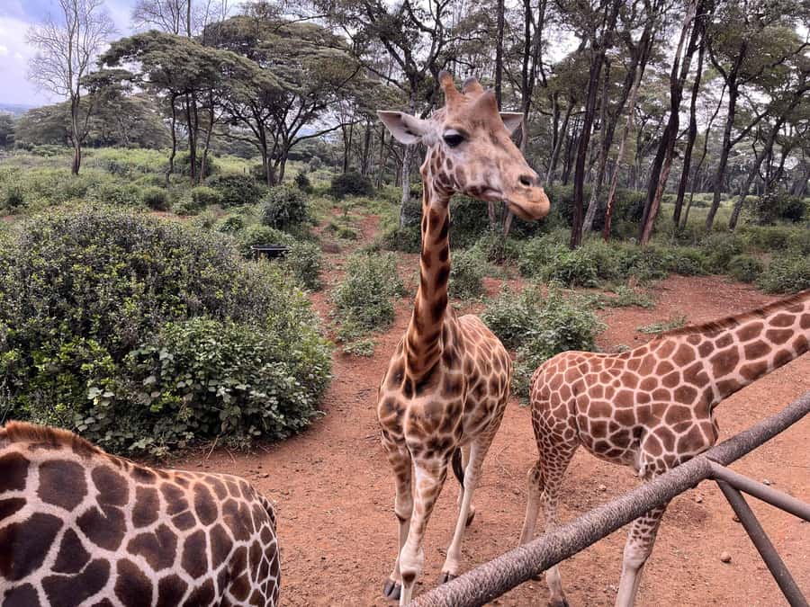 Nairobi:Nairobi national park,David sheldrick,GiraffeCenter - Nairobi National Park with the city behind you