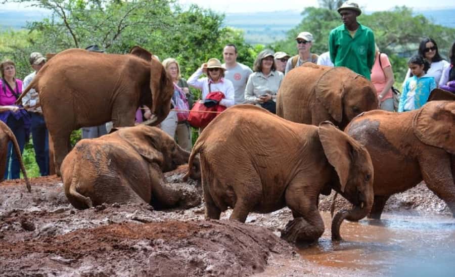 Nairobi:Nairobi national park,David sheldrick,GiraffeCenter - David Sheldrick Wildlife Trust and the public feeding hour