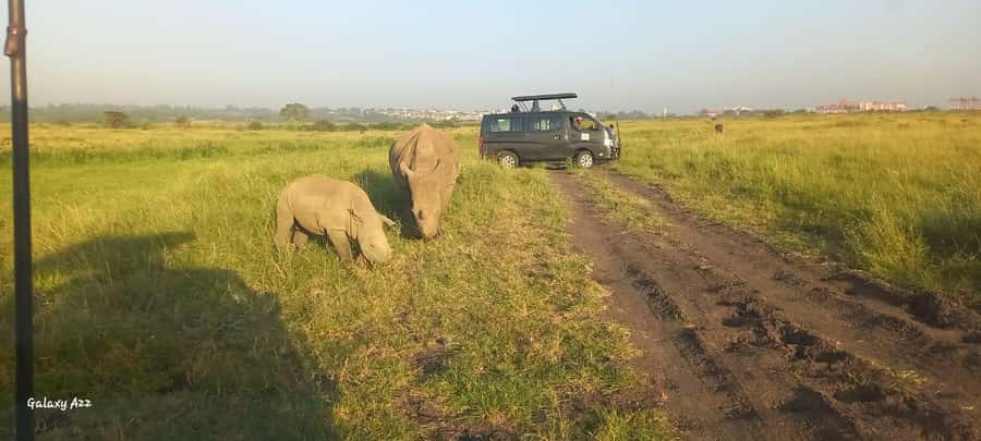 Nairobi:Nairobi national park,David sheldrick,GiraffeCenter - Giraffe Centre and Rothschild giraffe protection