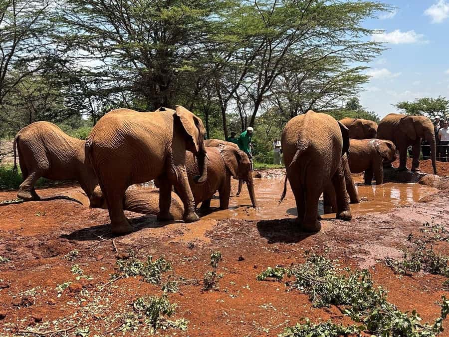 Nairobi:Nairobi national park,David sheldrick,GiraffeCenter - Who will get the most from this tour
