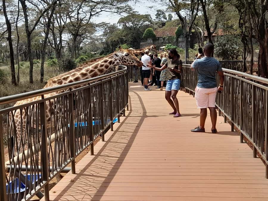 Nairobi:Nairobi national park,David sheldrick,GiraffeCenter - Booking advice before you leave Nairobi