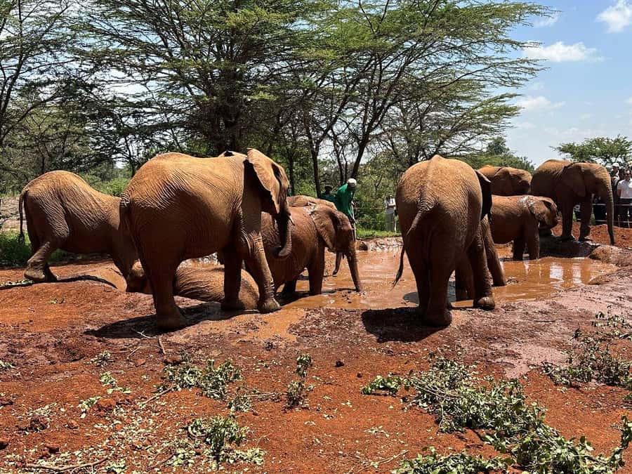 Nairobi:Nairobi national park,David sheldrick,GiraffeCenter - What the small minivan adds