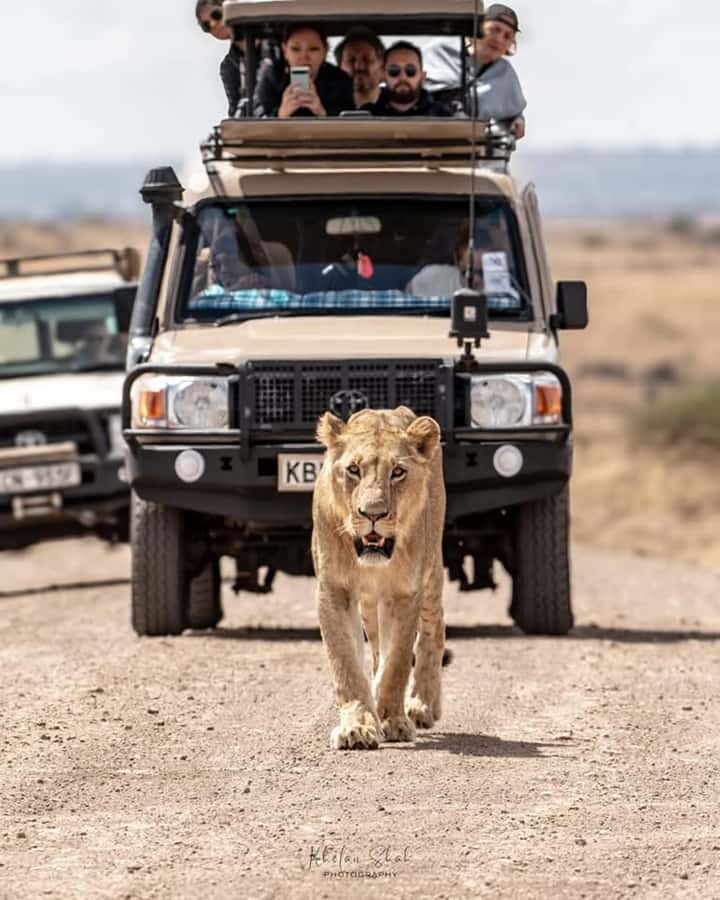 Nairobi: Nairobi National Park Half-Day Game Drive - Why this short safari works in Nairobi
