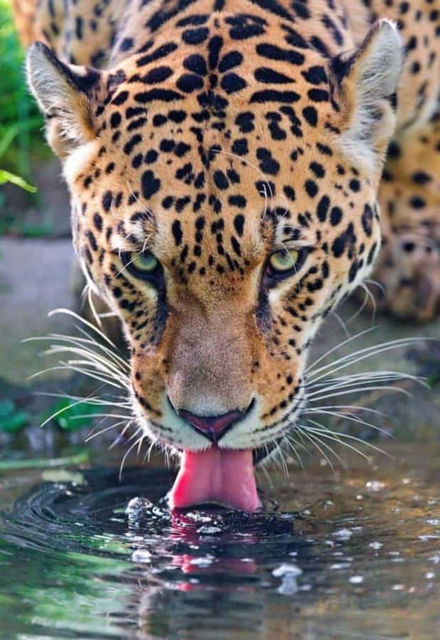 Nairobi: Nairobi National Park Half-Day Game Drive - Four hours among Nairobi’s wildlife