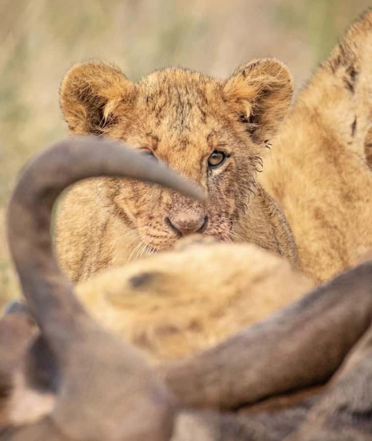 Nairobi: Nairobi National Park Half-Day Game Drive - The city skyline and the park’s quieter side