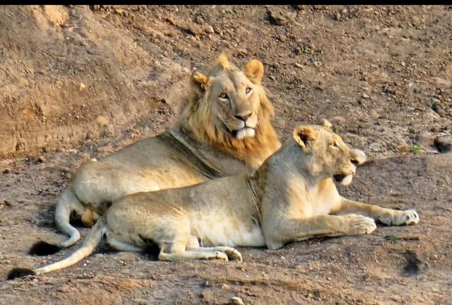 Nairobi: Nairobi National Park Half-Day Game Drive - The real cost: $116 before airport pickup