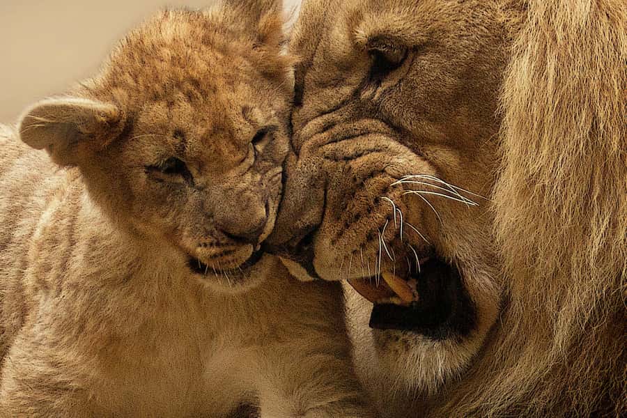 Nairobi: Nairobi National Park Half-Day Game Drive - Who should book this game drive?