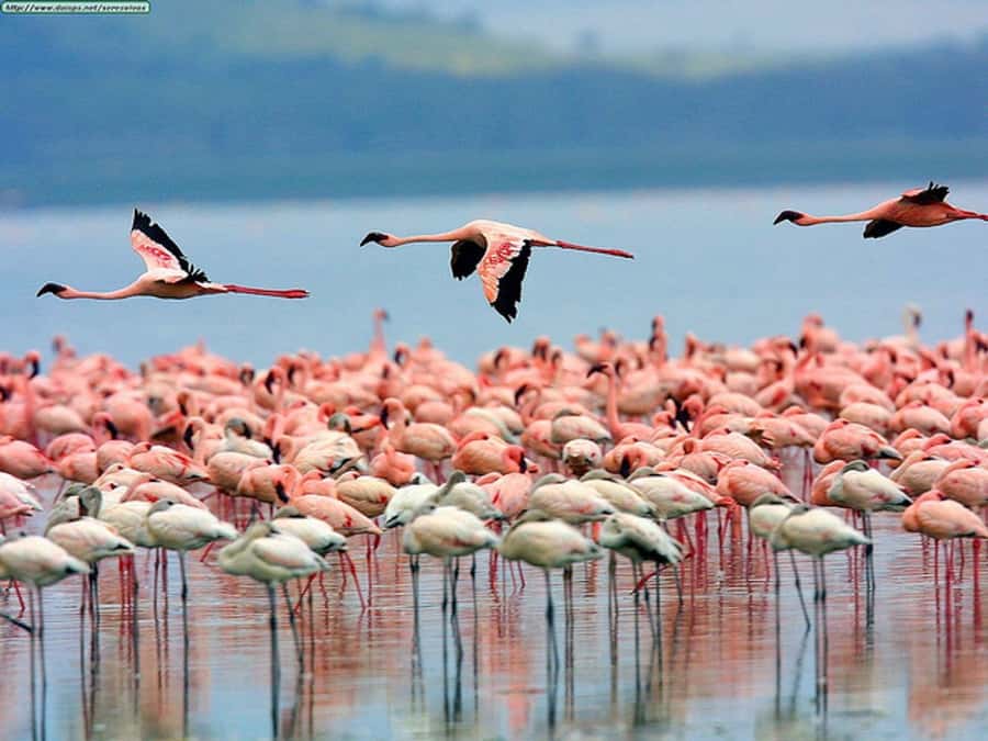 Nairobi: Nakuru National Park and Lake Naivasha Day Tour - From Nairobi to the Great Rift Valley viewpoint