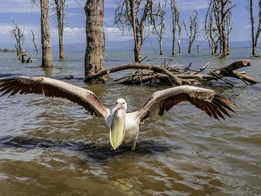 Nairobi: Nakuru National Park and Lake Naivasha Day Tour - Lunch at Lake Nakuru Lodge, at your own cost
