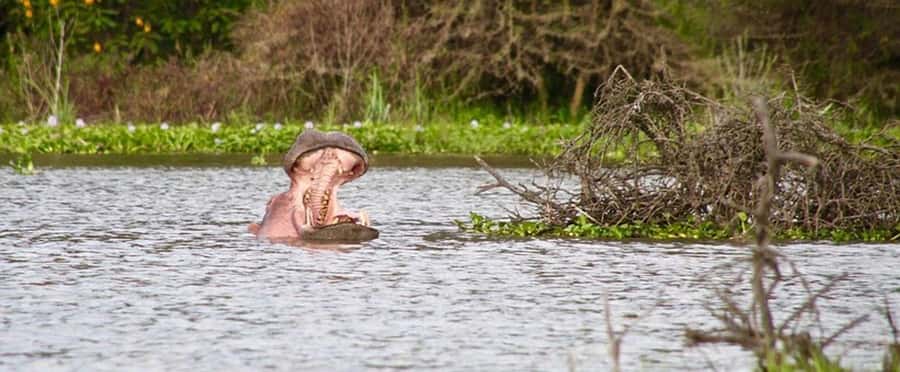 Nairobi: Nakuru National Park and Lake Naivasha Day Tour - More wildlife before the road to Naivasha