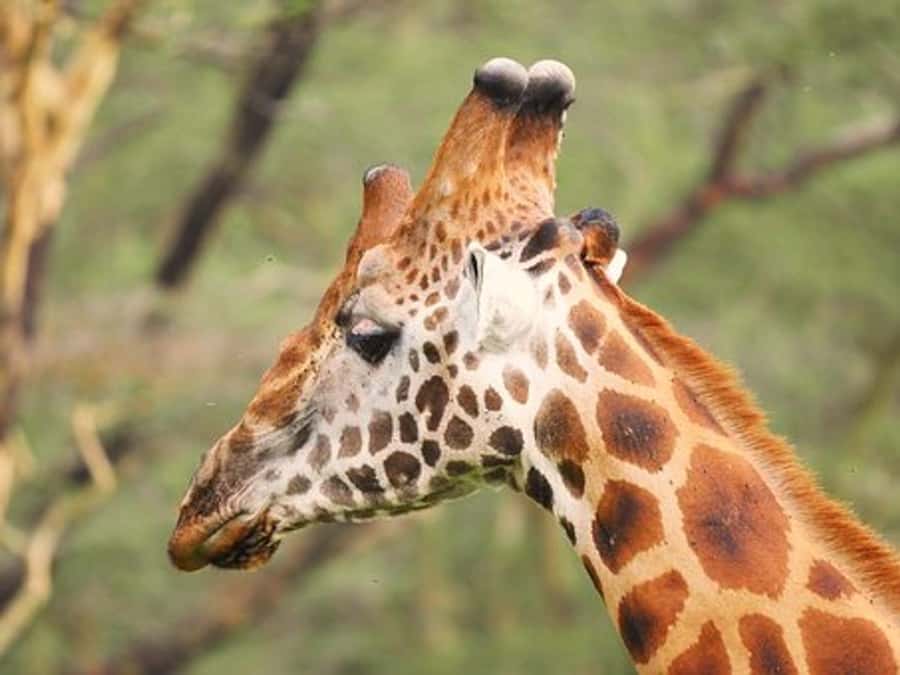 Nairobi: Nakuru National Park and Lake Naivasha Day Tour - The Lake Naivasha boat ride and hippos