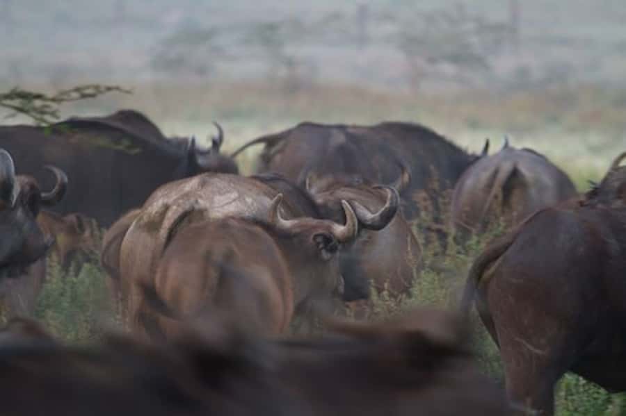 Nairobi: Nakuru National Park and Lake Naivasha Day Tour - The vehicle, timing, and practical comfort