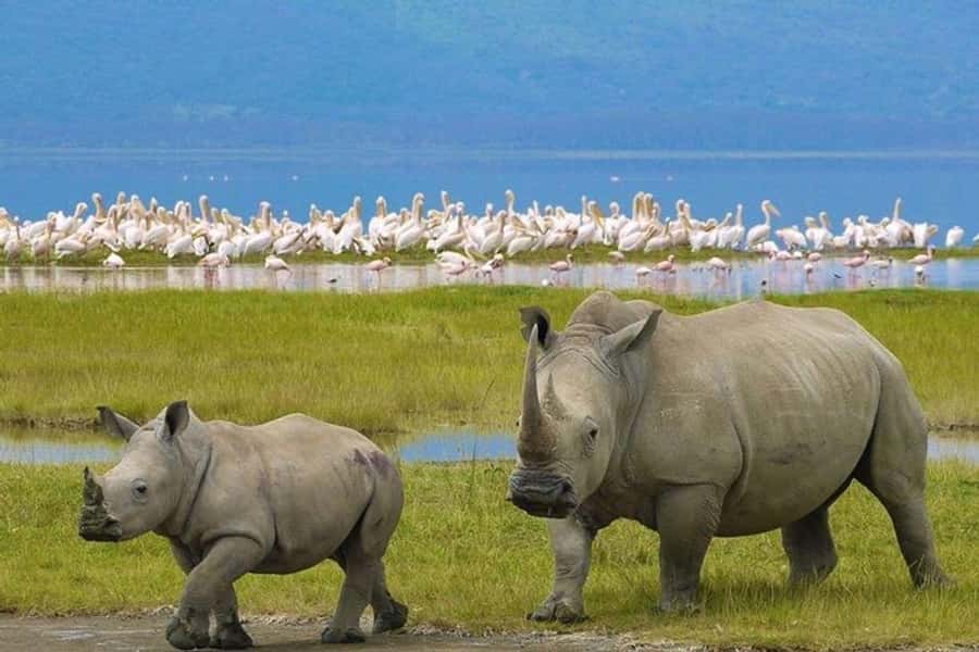 Nairobi: Nakuru National Park and Lake Naivasha Day Tour - Three hours inside Lake Nakuru National Park