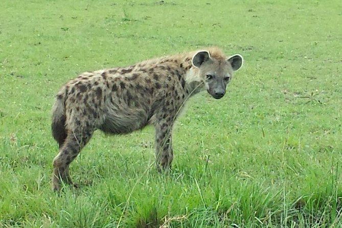 Nairobi National Park 1.p.m Game Drive - Nairobi National Park, safari country beside the capital