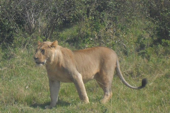 Nairobi National Park 1.p.m Game Drive - Searching for rhinos, lions, and giraffes