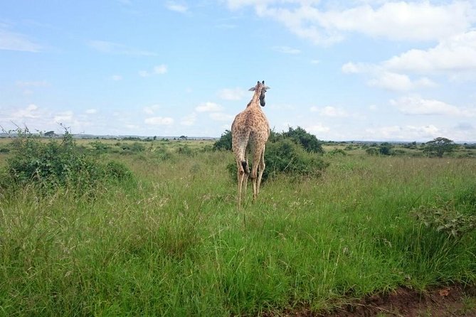 Nairobi National Park 1.p.m Game Drive - What the $75.60 price really covers