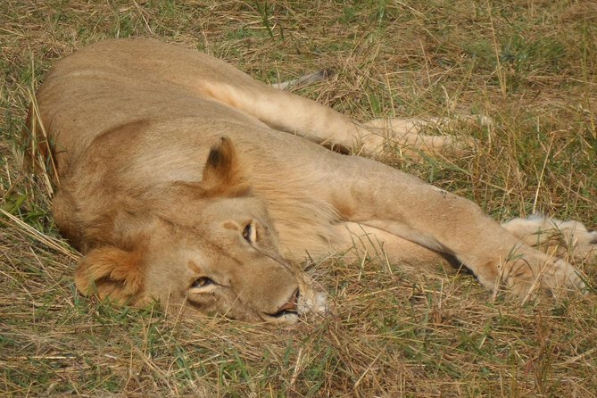 Nairobi National Park 1.p.m Game Drive - Who should choose this afternoon safari