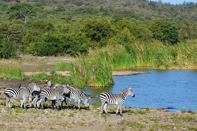 Nairobi National Park - Why Nairobi National Park is such an unusual safari