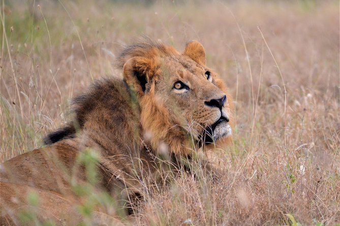 Nairobi National Park - The animals you may see from the vehicle