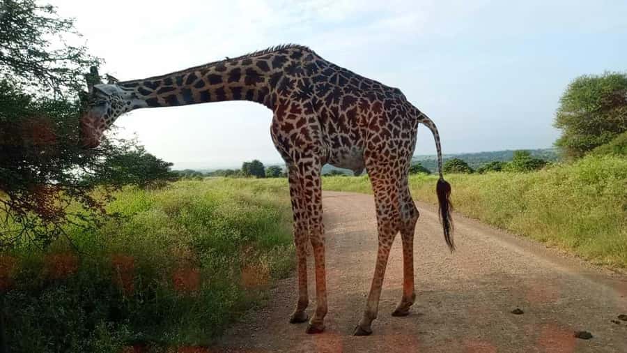Nairobi National Park 5-hour Guided Game Drive Free Pick up - Who should book this Nairobi game drive