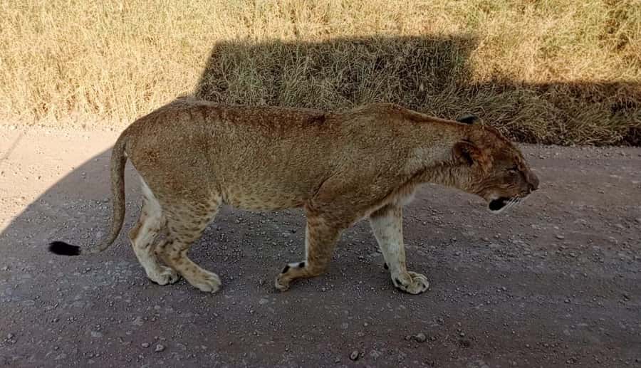 Nairobi National Park 5-hour Guided Game Drive Free Pick up - Why this safari works so well in Nairobi