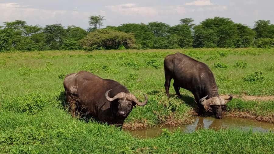 Nairobi National Park 5-hour Guided Game Drive Free Pick up - Five hours among lions, rhinos, and giraffes