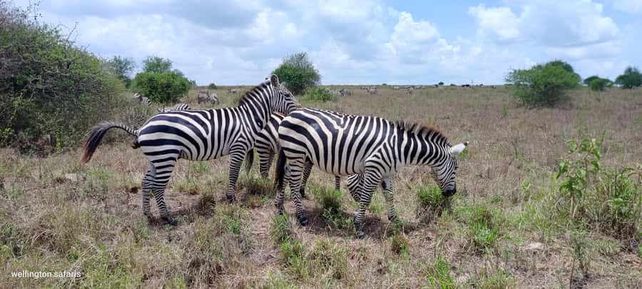 Nairobi National Park 5-hour Guided Game Drive Free Pick up - What the vehicle and group choice mean