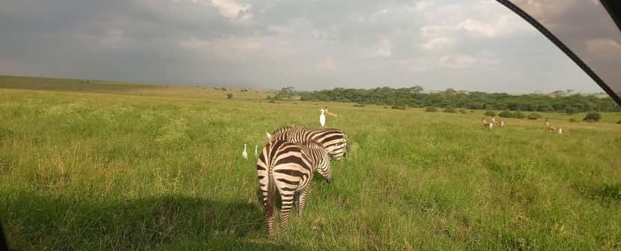 Nairobi National Park 5-hour Guided Game Drive Free Pick up - The real value at $37, plus admission