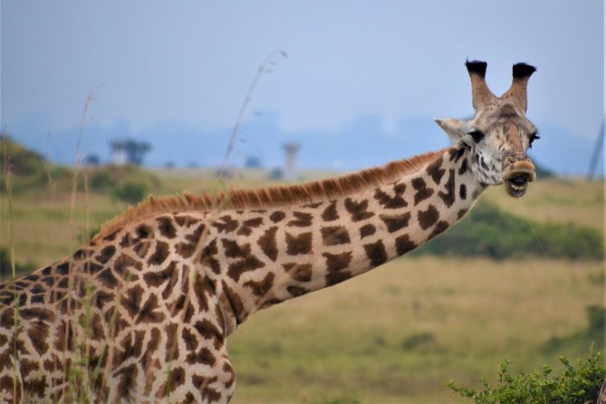 Nairobi National Park - The skyline, acacia bush, and photo opportunities