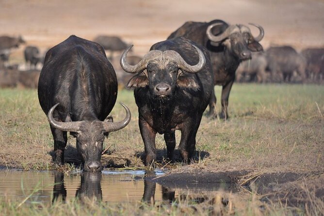 Nairobi National Park 6 am Group-Joining Game Drive - Key points at a glance