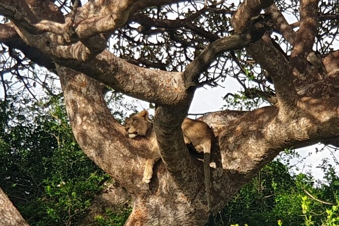 Nairobi National Park 6 am Group-Joining Game Drive - The Nairobi city views and coffee stop
