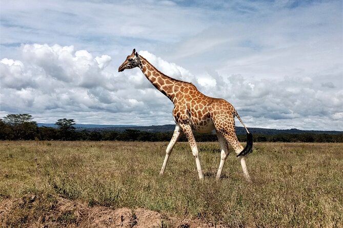 Nairobi National Park 6 am Group-Joining Game Drive - A useful base for the David Sheldrick Wildlife Trust