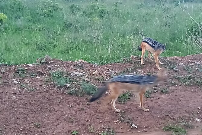 Nairobi National Park 6 am Group-Joining Game Drive - What the $40 price really covers