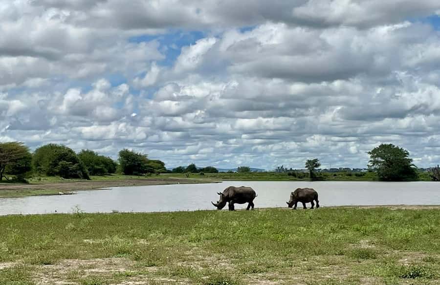 Nairobi National Park 6 am Group Joining Game drive. - Final call: book it if the timing fits