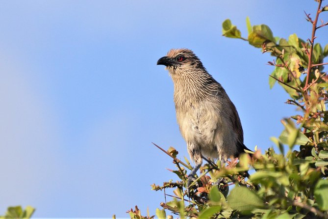 Nairobi National Park - Who should book this Nairobi safari?