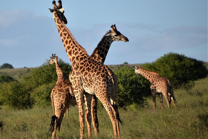Nairobi National Park - Booking details worth confirming first