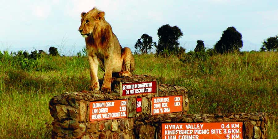 Nairobi National Park –Adventure at City’s Edge Free PickUp - A city skyline behind the acacia trees