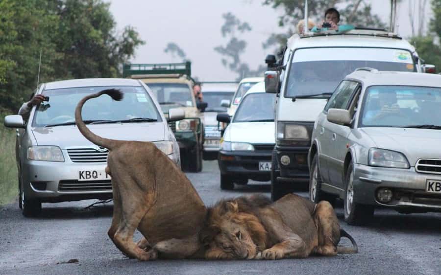 Nairobi National Park –Adventure at City’s Edge Free PickUp - Birds add another layer to the drive