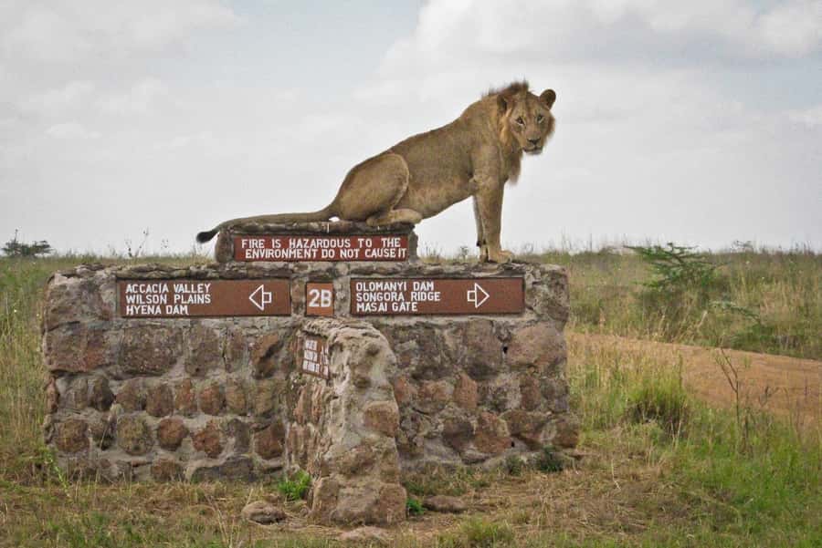 Nairobi National Park –Adventure at City’s Edge Free PickUp - Morning pickup and the open-roof van