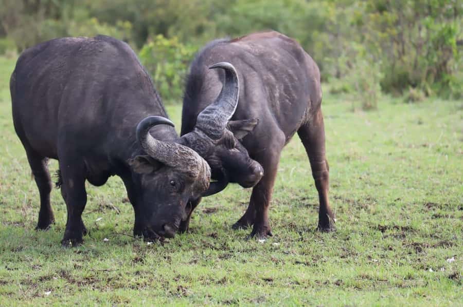 NAIROBI NATIONAL PARK AFTERNOON GAME DRIVE. - Why an afternoon safari works so well in Nairobi
