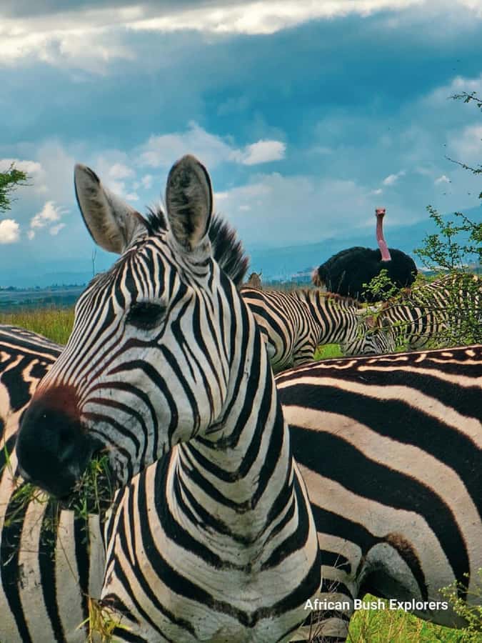 NAIROBI NATIONAL PARK AFTERNOON GAME DRIVE. - Giraffes, elephants, buffalo, and the search for predators