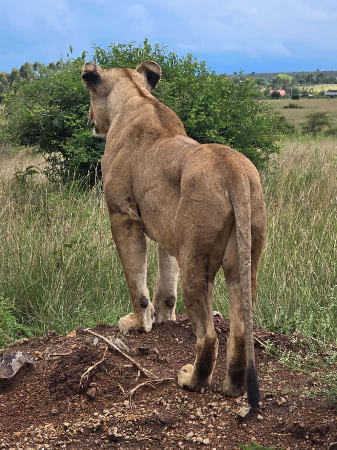 NAIROBI NATIONAL PARK AFTERNOON GAME DRIVE. - Birdwatching when the light begins to soften