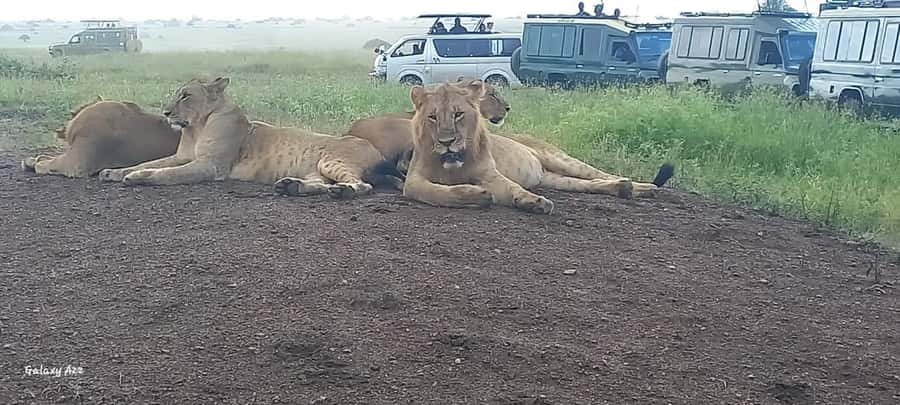 NAIROBI NATIONAL PARK AFTERNOON GAME DRIVE. - What the $35 price really covers