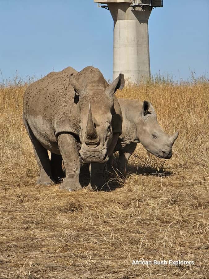 NAIROBI NATIONAL PARK AFTERNOON GAME DRIVE. - Pickup from Karen, Westlands, and five other areas