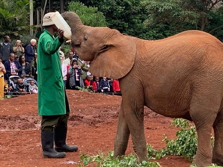 Nairobi national park and elephant orphanage - The real price is $135 before lunch