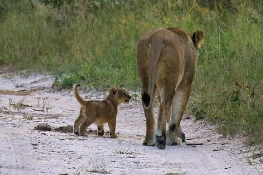 Nairobi national park and elephant orphanage - Pickup areas, timing, and communication