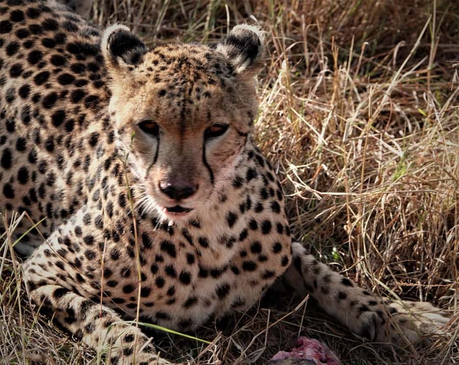 Nairobi national park and elephant orphanage - Who will enjoy this combination