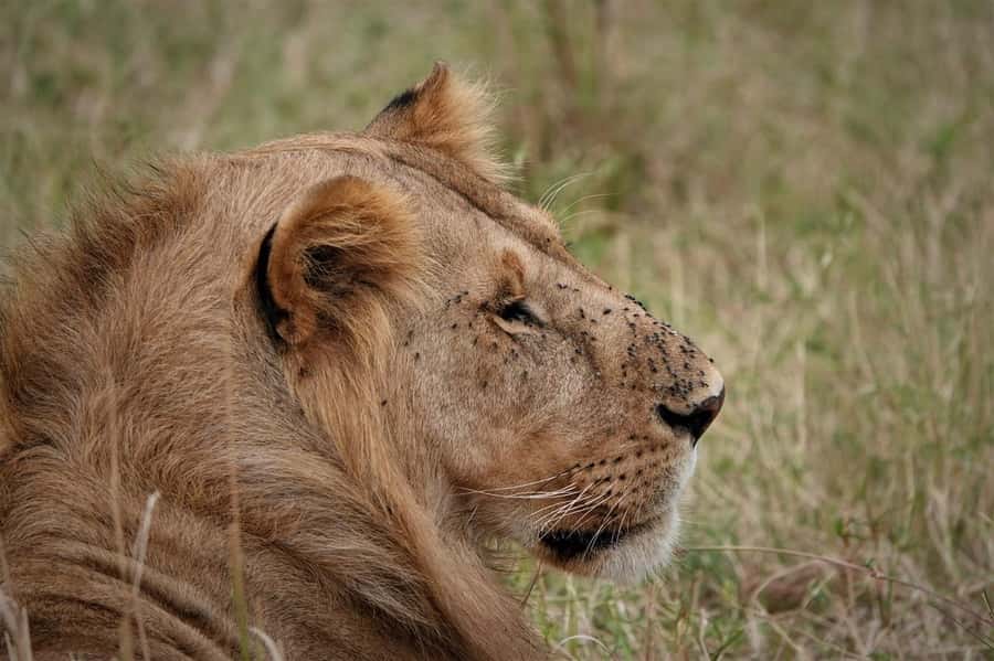 Nairobi national park and elephant orphanage - FAQ