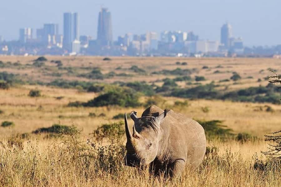 Nairobi national park and elephant orphanage - What the safari vehicle means for your experience