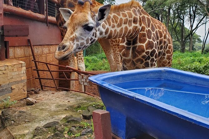 Nairobi national park and Giraffe center - What the $175 price covers